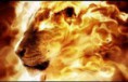 /album/photogallery/lionfire-1-jpg/